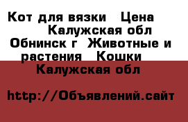 Кот для вязки › Цена ­ 1 000 - Калужская обл., Обнинск г. Животные и растения » Кошки   . Калужская обл.